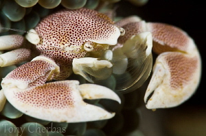 Transparant Fan Veil:  Porcelain Crab with Setae ready to... by Tony Cherbas 